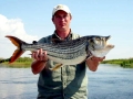 Tigerfish