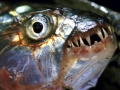 Tigerfish