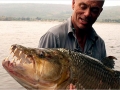 Tigerfish