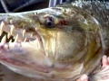 Tigerfish