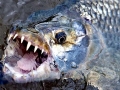Tigerfish
