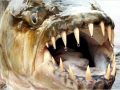Tigerfish