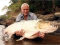 Tigerfish