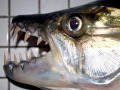 Tigerfish