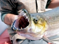 Tigerfish