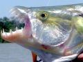 Tigerfish