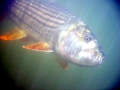 Tigerfish