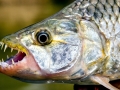 Tigerfish