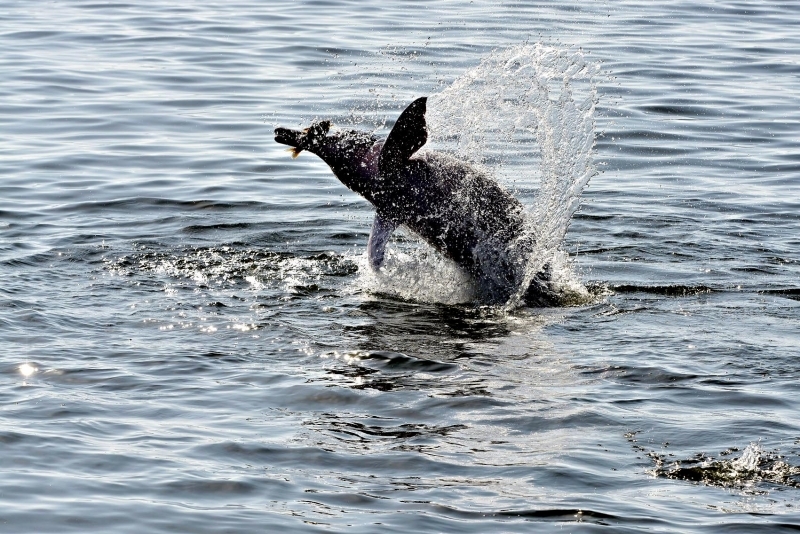 Tucuxi Dolphin