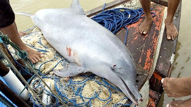 Tucuxi Dolphin