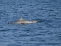 Tucuxi Dolphin