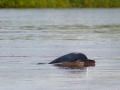 Tucuxi Dolphin