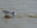 Tucuxi Dolphin