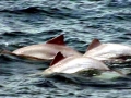 Tucuxi Dolphin