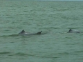 Tucuxi Dolphin