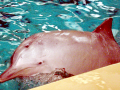 Tucuxi Dolphin