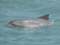 Tucuxi Dolphin
