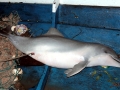 Tucuxi Dolphin