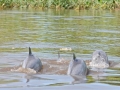 Tucuxi Dolphin