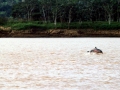 Tucuxi Dolphin