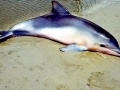 Tucuxi Dolphin