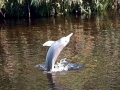 Tucuxi Dolphin