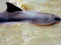 Tucuxi Dolphin