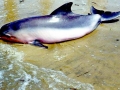 Tucuxi Dolphin