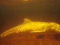 Tucuxi Dolphin