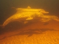 Tucuxi Dolphin