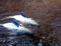 Tucuxi Dolphin
