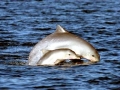 Tucuxi Dolphin