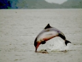 Tucuxi Dolphin