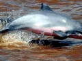 Tucuxi Dolphin