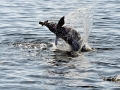 Tucuxi Dolphin