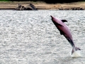 Tucuxi Dolphin