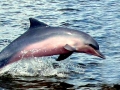 Tucuxi Dolphin