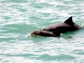 Tucuxi Dolphin