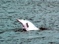 Tucuxi Dolphin