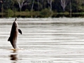 Tucuxi Dolphin
