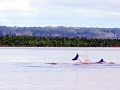 Tucuxi Dolphin