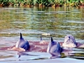 Tucuxi Dolphin