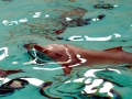 Tucuxi Dolphin