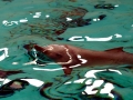 Tucuxi Dolphin