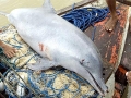 Tucuxi Dolphin