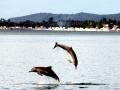 Tucuxi Dolphin