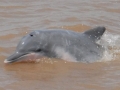 Tucuxi Dolphin