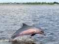 Tucuxi Dolphin