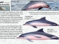 Tucuxi Dolphin