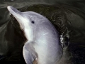 Tucuxi Dolphin